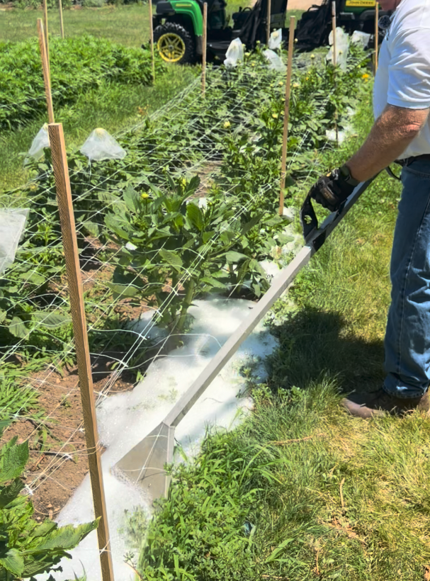 Solas hot foam being applied along a row of staked crops